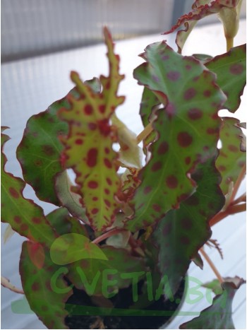 Begonia Amphioxos mini Begonia Amphioxos mini